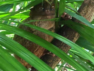 Malediven - Philippines