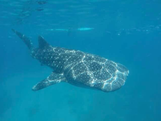 Malediven - Malediven