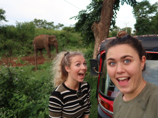 Sri Lanka - Olifanten langs de weg!