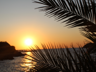 Petra - Sunset and Palm leaves