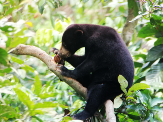 Maleisië - Malaysian Sun Bear
