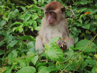Maleisië - Kinabatngan River Cruise