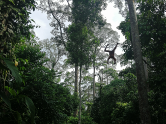 Maleisië - Orang Utan Rehabilitation Centre