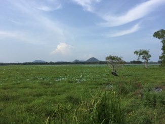 Sri Lanka - Uitzicht scooterrit in Tissamaharama