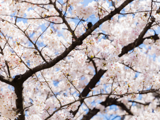 Japan - Kersenbloesem