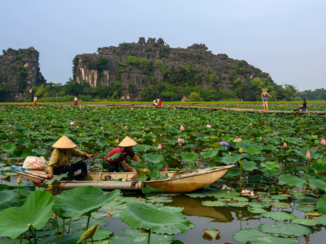 Vietnam - Waterlelies in Tam Coc