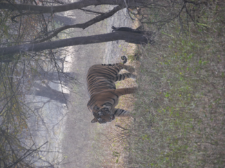 Ranthambore National Park