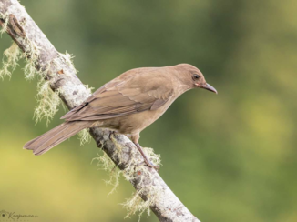 Local Hero Travel - Nationale vogel