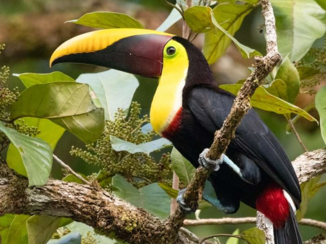 Local Hero Travel - Toekan