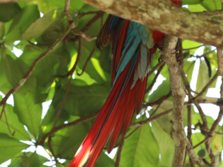 Local Hero Travel - Ara