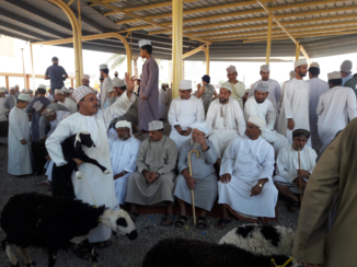 Oman - geitenmarkt in Nizwah